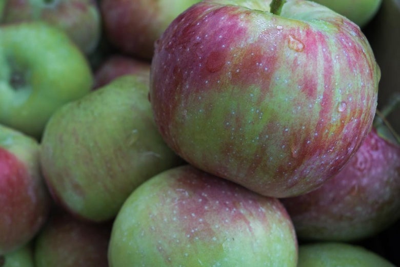 apples